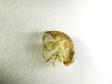 2200 cnt amphipods for sale  Okeechobee