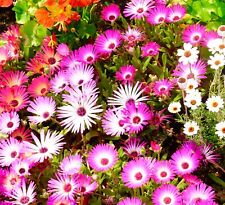 Flower mesembryanthemum harleq for sale  DEWSBURY