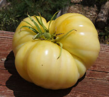 Semi pomodoro gigante usato  Trappeto