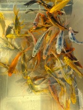 Premium assorted 6.5 for sale  Salt Lake City