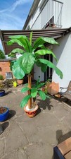 Kunst bananenstaude ableger gebraucht kaufen  Duisburg