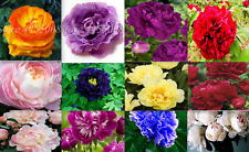 Exotic rare peony for sale  Goldsboro