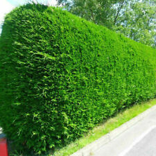 10x large 3ft for sale  COLCHESTER