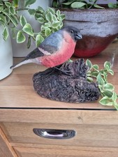 bullfinch for sale  MORECAMBE