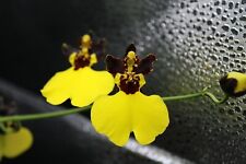 Oncidium moon shadow for sale  SHREWSBURY