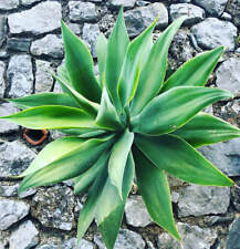 Agave attenuata usato  Italia