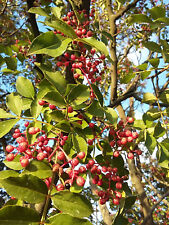 Zanthoxylum simulans rare for sale  ST. ASAPH