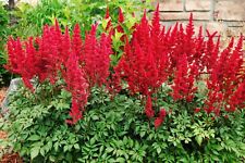 Astilbe arendsii astary gebraucht kaufen  Goch