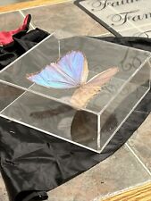 Real framed butterfly for sale  Riverhead