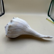 N44 lightning whelk for sale  Elk Grove