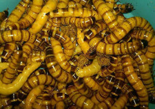 Live superworms 2000 for sale  Daytona Beach