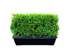 Buxus green mountain for sale  Silverton