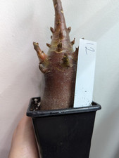 Adenium arabicum red for sale  NOTTINGHAM