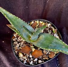 Aloe meyeri aloe for sale  Palm City