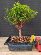 Bonsai mirto cm usato  Frosinone