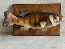 Taxidermy small mouth for sale  Frazee