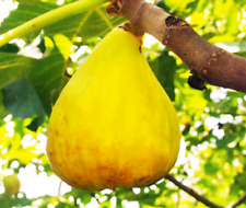 Giant hungarian yellow d'occasion  Expédié en Belgium