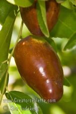 Pcs jujube cuttings for sale  Cypress