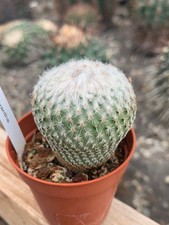 Epithelantha greggii polyantha d'occasion  Langon