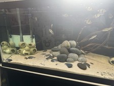 Fish tank stand for sale  Edison