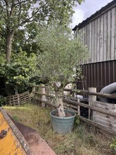 Large olive tree for sale  BROMSGROVE