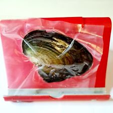 Open oyster vacuumed for sale  SKEGNESS