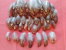 100 small cock for sale  ALFORD