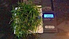 Vallisneria dwarf sagittaria for sale  SOUTH CROYDON