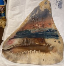 Helmet conch sea for sale  Ocala