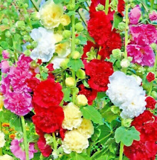 200 giant hollyhock for sale  Greenville