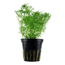 Limnophila aquatica vasetto usato  Resana