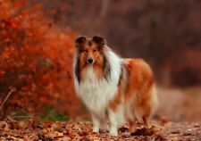 Collie hund dog gebraucht kaufen  Parkstein
