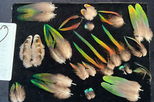Fruit pigeon feathers for sale  Oakville