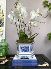 Traditional hexagon orchid for sale  BIRMINGHAM