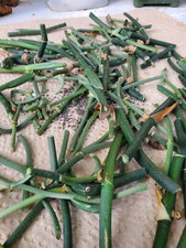 Scindapsus mystery nodes for sale  Akron