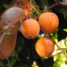 Diospyros kaki muscat d'occasion  Pouzauges