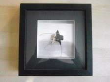 Star trek borgified for sale  UK