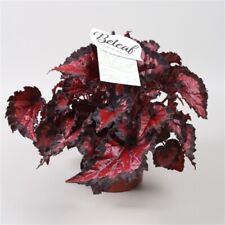 Pianta begonia beleaf usato  Terlizzi