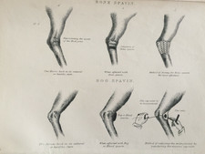 Estampa veterinária antiga de 1800 – Diagrama de espavina de osso e pântano – Anatomia de cavalo comprar usado  Enviando para Brazil