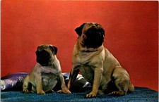 Pugs dog puppy for sale  Galion