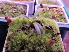Nepenthes maxima seeding usato  Milano