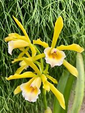 Laelia xanthina cattleya d'occasion  Paris XV