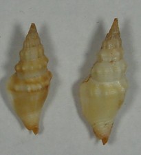 LINDOS ESPÉCIMES TROMBINA RECURVA 23-26mm Manzanillo, Colima, México, usado comprar usado  Enviando para Brazil