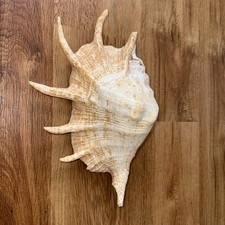 Vintage giant scorpion for sale  HOCKLEY