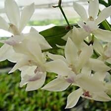Zygonesia cynosure dove for sale  Laurens
