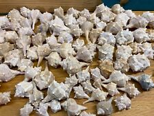 100 stück herkulesmuscheln gebraucht kaufen  Hummeltal