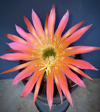 New .cereus insane for sale  Menifee