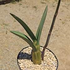 Eulophia petersii desert for sale  Fallbrook