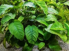 Pianta acquatica anubias usato  Cassano d'Adda