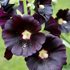 Nigra hollyhock seeds for sale  Tarpon Springs
